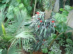 323 Longwood Gardens [2008 August 23]